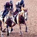 【秋華賞・追い切り】トライアル好走の勢いは本物　サムシングスイートが併せ馬で先着　伊藤大調教師「今までで一番よかった」
