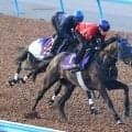 【菊花賞・１週前】アウダーシアが上昇気配　マスカレードボールに食らいつく　津村明秀騎手「持久力を生かせていい」