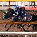 【菊花賞・１週前】２冠馬ロブチェンは主戦を背に上々の仕上がり　松山弘平騎手「先週よりグンと良くなりました」