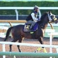 【注目馬動向】マイネルエンペラー、ショウナンラプンタ、ファミリータイムはアルゼンチン共和国杯に向かう