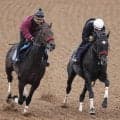 【東京ハイジャンプ】王者エコロデュエルが秋初戦へ順調　ＪＧ１馬の制覇ならオジュウチョウサン以来　草野太郎騎手「例年の状態にはある」
