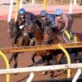 【菊花賞・１週前】バステールがクロワデュノール、タガノエルピーダと豪華併せ馬　斉藤崇調教師「今日に関しては…」