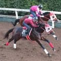 【ＰＯＧ】フォーエバーヤングの弟ヤングリッチが１８日の京都芝２０００メートルで初陣　矢作調教師「芝でも走れるじゃなくて...」