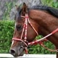 【注目馬動向】アメリカンステージはＢＣターフスプリント本線もマーフィー騎手との再コンビでＢＣスプリントへの出走濃厚