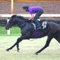 【アイビーＳ】ミックスセール２億円馬ホウオウモノポリーが出世レースＶへ　友道調教師も期待「センスがある」