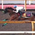 【秋華賞】Ｇ１・２着２回「世代では上位の力」ギャラボーグが伸びやかに５１秒５