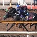 【菊花賞・１週前】「心臓の強い馬で簡単にはバテない。前走は３０００メートルも全然大丈夫かなと思える走り」松山弘平騎手がロブチェン３冠に期待