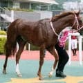 【１７日の注目・京都１０Ｒ】名より実を取った！？　本格化したオークス馬の弟が狙う３連勝　前走の２着馬は先週の競馬で驚きの…