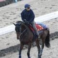 名牝レイチェルアレクサンドラ、Ｇ１・１０勝のゴールデンシックスティなどを送り出した名種牡馬メダグリアドーロ２７歳で死す　その血を母の父に持つ秋華賞出走馬は…