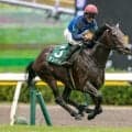 【今日の注目ポイント】富士Sでアンパドゥが重賞連勝を狙う
