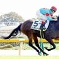 【東京４Ｒ・２歳新馬】１番人気ジルファノーガ父にＪＲＡ初勝利をプレゼント　ルメール騎手も褒める「真面目で...」