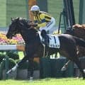 【京都5R新馬戦結果】キズナ産駒マルキアが突き抜け完勝