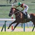 【京都１０Ｒ・清滝特別】力の差を見せつけたチェルヴァーラが３連勝！　西村淳也騎手「終始楽でした」