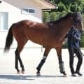 【秋華賞】初の関西輸送を無事クリア　武豊騎手と挑むマスターソアラは「不安を感じるところもなかった」