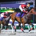 半兄はフォーエバーヤング セレクト3億円のヤングリッチが初陣だ