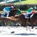 【東京４Ｒ・２歳新馬】横山武史騎手が「新馬戦としては言うことない」と絶賛　ファクスカエリが末脚伸ばして初陣Ｖ