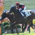 【京都5R新馬戦結果】キズナ産駒ビンドゥングが初陣飾る