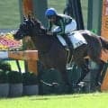 【京都6R新馬戦結果】シルバーステート産駒シェフザーデが人気に応えて3馬身差快勝