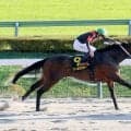 【ブラジルＣ】この日４勝と絶好調の横山武史騎手がクールミラボーをＶへ導く　「狙ったところを取れました」