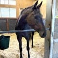 無敗の秋華賞馬モンローウォークは当日１８時前に栗東に帰厩　一夜明け元気な姿に陣営「いい経験になったんじゃないかな」