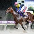 【先週のJRA抹消馬】ジャパンダートダービー覇者ノットゥルノ、雲取賞覇者ブルーサンなど