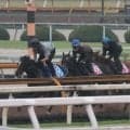 クロノジェネシスの2番仔ノイエルング 京都で初陣へ/関西馬メイクデビュー情報