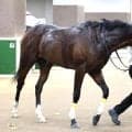 【注目馬動向】アイビーＳを勝利したキャピタルストーンは年末の２歳Ｇ１へ　久保田調教師「賞金を加算できてよかった」