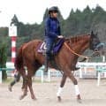 【菊花賞】ジャスティンシカゴはセントライト記念からさらに状態アップ　宮田調教師も「素晴らしい馬体」と手応え