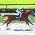 【注目馬動向】斎藤誠厩舎の新馬Ｖファクスカエリはもちの木賞、ワンダフルワールドは赤松賞を視野