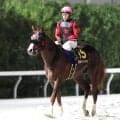 【注目馬動向】イッテラッシャイは浦和記念を視野　ジャパンダートクラシック１６着からの反撃へ