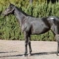 ノーザンファームミックスセール繁殖牝馬は売上総額15億円超 最高価格は「ミッキーツインクル」で1億2000万円