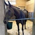 【注目馬動向】５戦５勝の秋華賞馬モンローウォークは放牧へ　次戦は上村調教師「オーナーと相談して…」