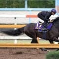 【菊花賞】フィットする馬装で挑めるバステールはかみ合えば一発あり　追い切り騎乗の川田将雅騎手「全てが整ってきたら非常に楽しみ」　