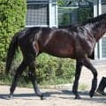 神戸新聞杯でロブチェンと鼻差２着アルトラムスは全治６か月以上の診断　左後肢種子骨に骨折線　