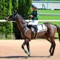 【注目馬動向】先週新馬Ｖのシェフザーデはデイリー杯２歳Ｓが本線　ビービークローサーは坂井瑠星騎手とみやこＳ