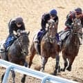 【菊花賞】ゴーイントゥスカイは力強い走りで武豊騎手へ万全のバトン　上原佑調教師「豊さんに全て委ねます」