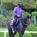 【菊花賞・金曜気配】エムズビギンはロスのない最内枠から一発狙う　友道調教師「出たところでジッとしていれば」