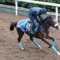 【２４日の注目・京都３Ｒ】異色のサウジアラビア産馬が初陣Ｖを目指す　高杉吏麒騎手はフリー転向後、初勝利なるか