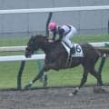 【京都3R新馬戦結果】ナダル産駒ハメドスタイルが5馬身差で圧勝