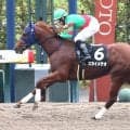 【京都９Ｒ・なでしこ賞】スカイメテオが約９年１０か月ぶりに２歳ＪＲＡレコードを更新　菱田裕二騎手「強い勝ち方」