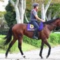 【菊花賞・土曜気配】武豊騎手とコンビのゴーイントゥスカイは金曜輸送　陣営「メンタルが安定した中で運動ができた」