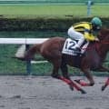 【新馬/東京4R】ナダル産駒ヘイヴァイタヒチが3馬身半差の圧勝デビュー！断然人気スペシャルブレンドは2着