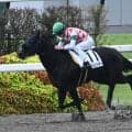 【京都4R新馬戦結果】シルバーステート産駒パッションシーザーが2番手から抜け出しV