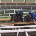 フォコンノワールが土曜京都にスタンバイ 半兄は重賞馬ファルコニア/関西馬メイクデビュー情報
