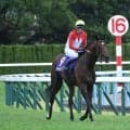 親仔孫3代連続の菊花賞制覇を成し遂げたゴーイントゥスカイ スピードとスタミナを兼ね備えた血統構成を解説