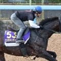 【天皇賞・秋】コスモキュランダは丹内祐次騎手とのコンビ復活で臨む　「今までと違う一面を出せたら」