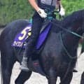 【天皇賞・秋】ラストランのセイウンハーデスは上昇気配　橋口調教師「馬体の張りも上昇」