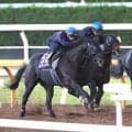 【天皇賞・秋】クロワデュノールが３頭併せで最先着と好気配　Ｃデムーロ騎手「バランスと体つきが成長」