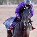 【ＢＣスプリント】テーオーエルビスがクラシック出走のテーオーパスワードと併せ馬　高柳大調教師「本当にすごくいい動き」