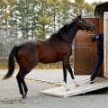 ディーマジェスティが種牡馬を引退 ライディングヒルズ静内へ移動
